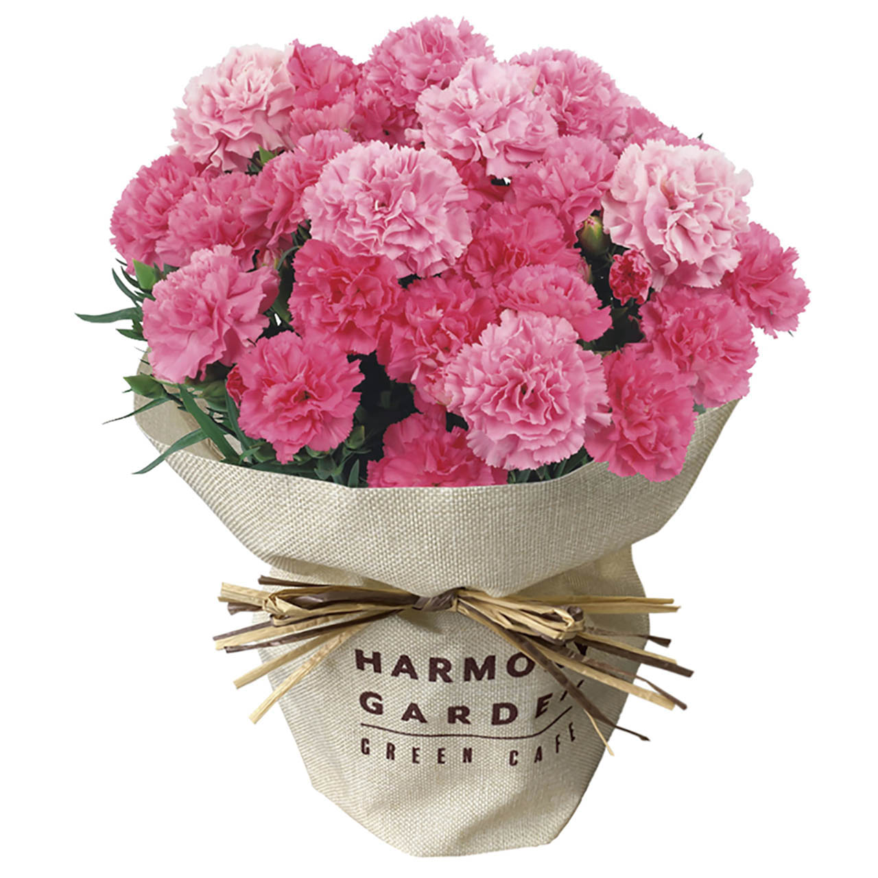 母の日 カーネーション・ホットハート5号