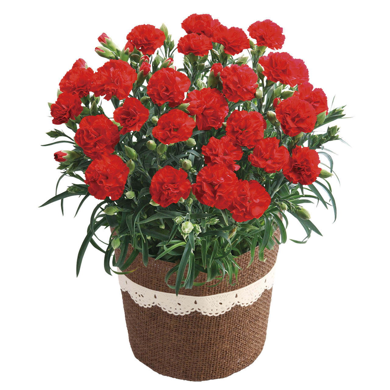 母の日 カーネーション・感謝の気持ち5号