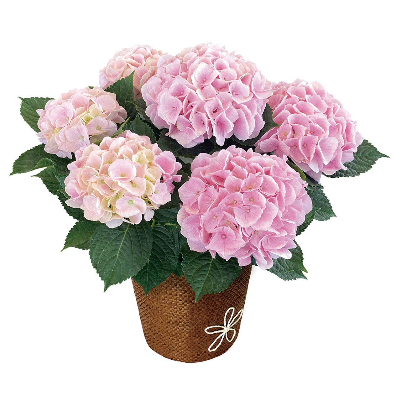 母の日 あじさい コットンキャンディ5号