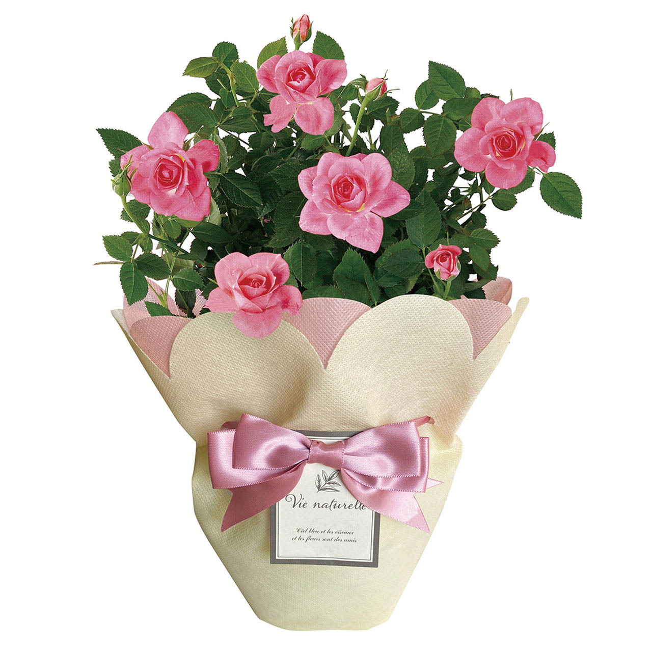 母の日 ミニバラ ピンク4号