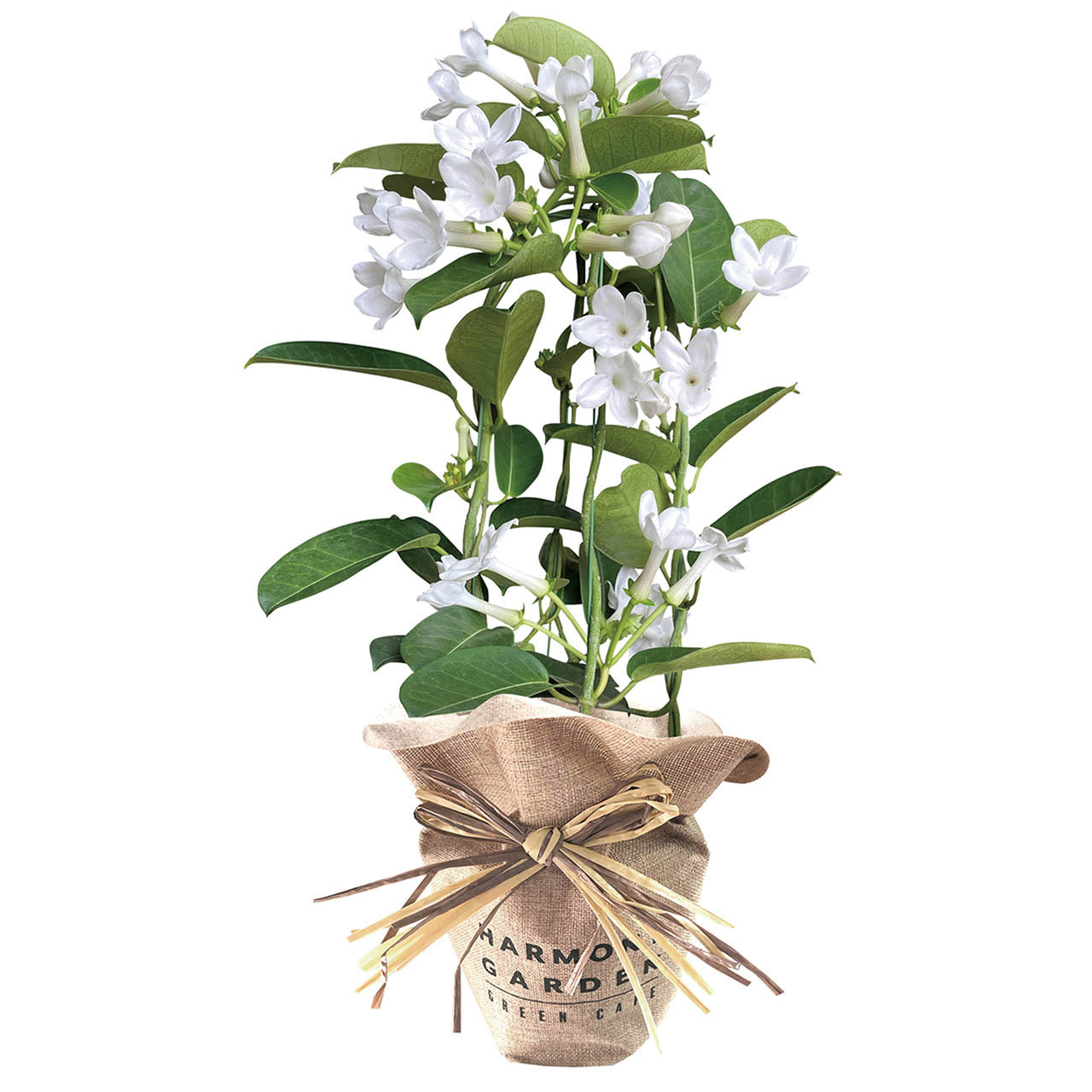 母の日 マダガスカルジャスミン4号