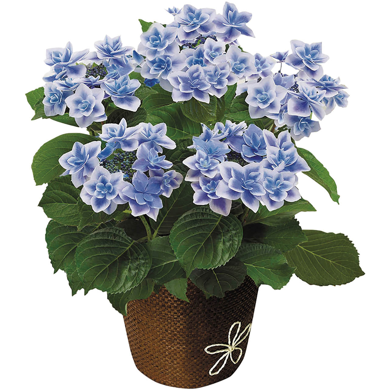 母の日 あじさい コンペイトウ5号