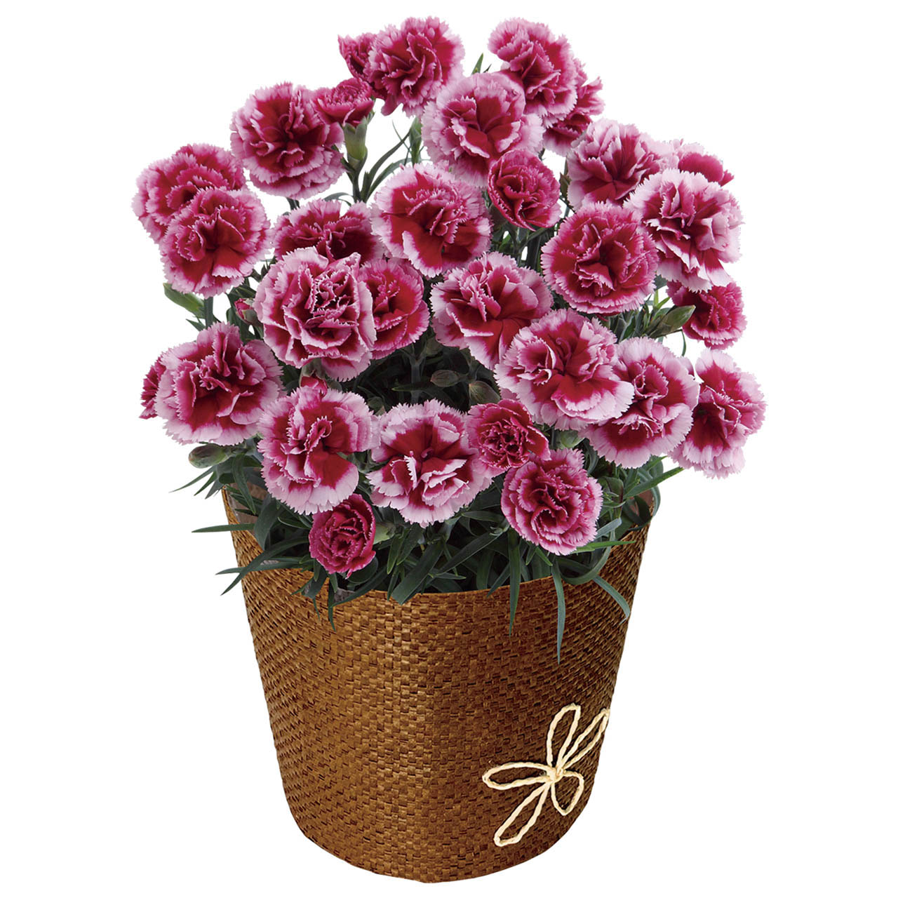 母の日 カーネーション・プラムタルト5号