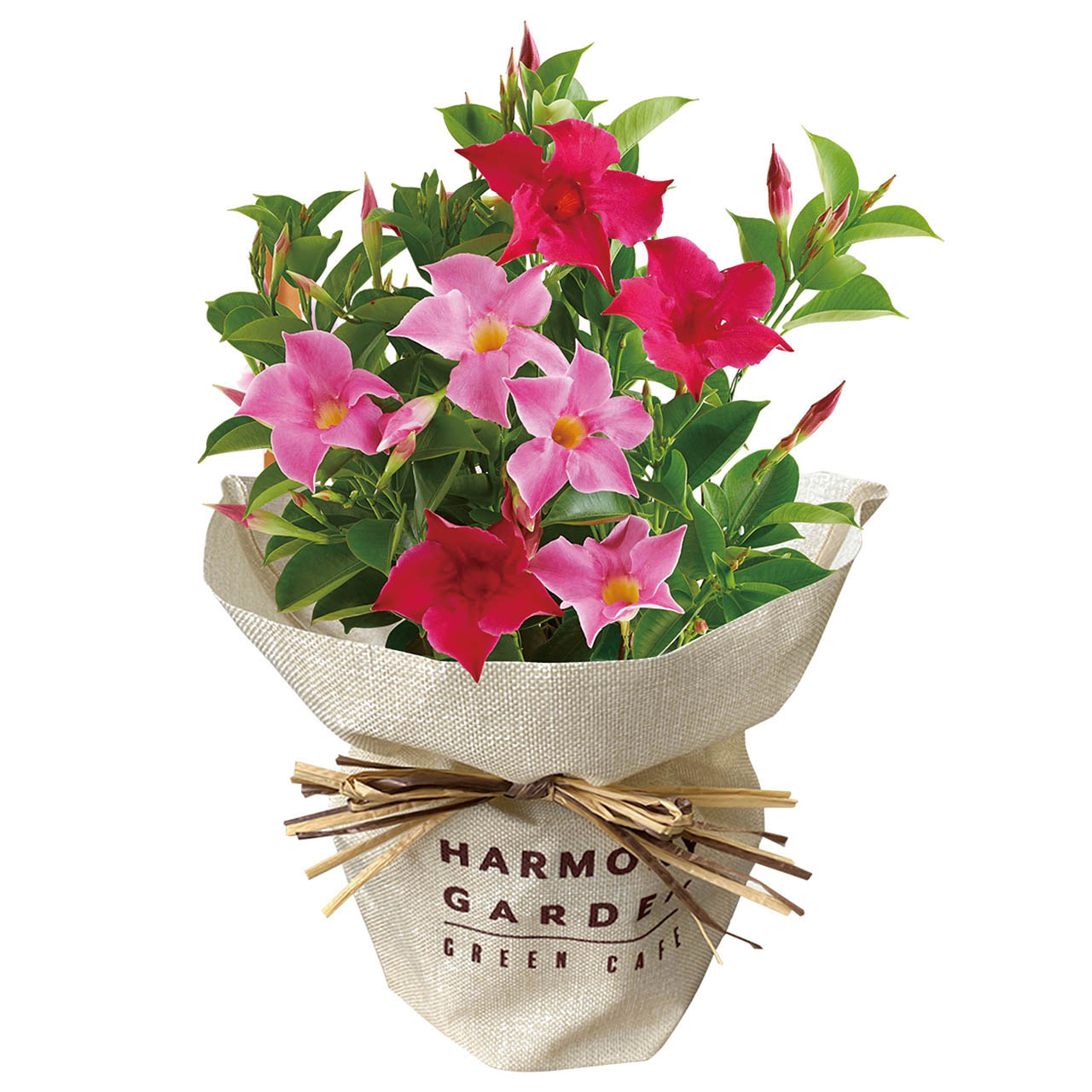 母の日 マンデビラ リップギャル